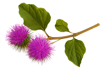 Cardo morado sobre fondo amarillo 1