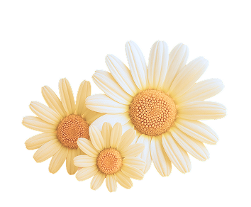 Tres margaritas sobre fondo amarillo(1) 1