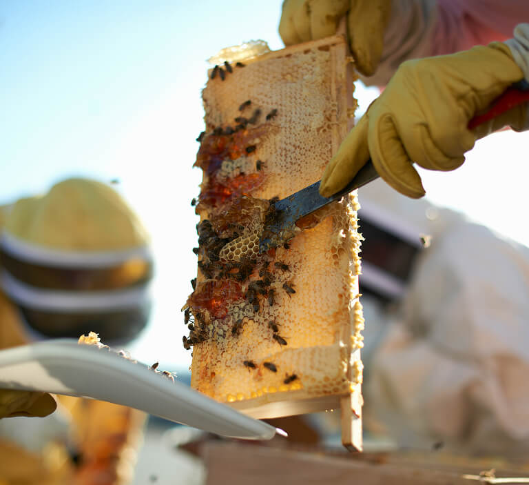 beekeepers-scraping-honeycomb-tray-on-city-rooftop-2024-10-18-11-14-46-utc 1
