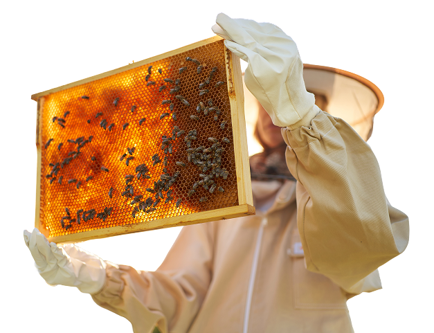 stock-photo-the-beekeeper-holds-a-honey-cell-with-bees-in-his-hands-apiculture-apiary-working-bees-on-2021930666 1